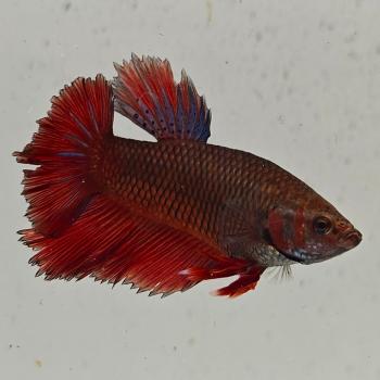 betta splendens man