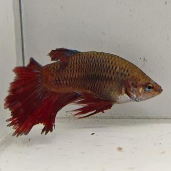 betta splendens man