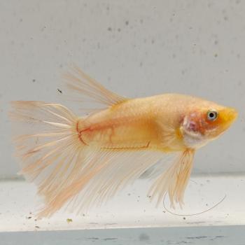 betta splendens man