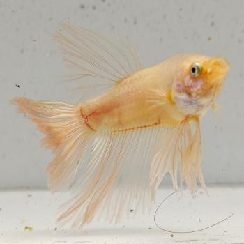 betta splendens man