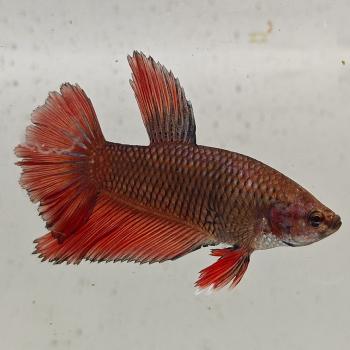 betta splendens man