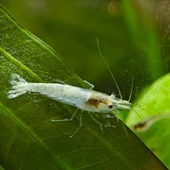 Neocaridina palmata 