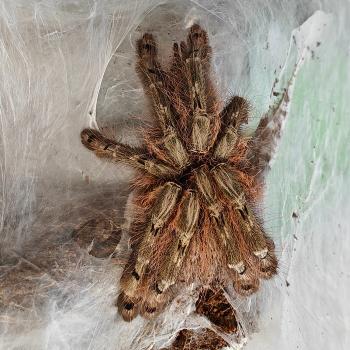 Heteroscodra maculata