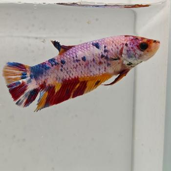betta splendens (vrouw) giant