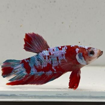 betta splendens man