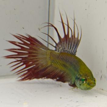 betta splendens man