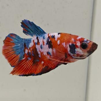 betta splendens man