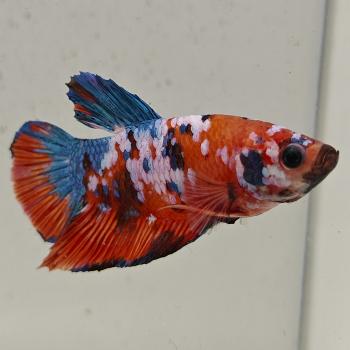 betta splendens man