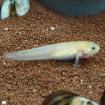 Chlamydogobius eremius
