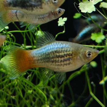 Xiphophorus variatus (tuxedo blauw roodstaart )