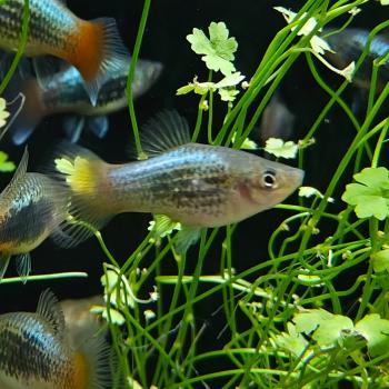 Xiphophorus variatus (tuxedo blauw roodstaart )