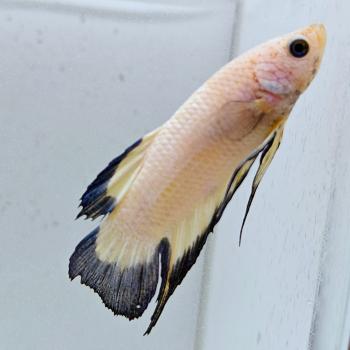 betta splendens man