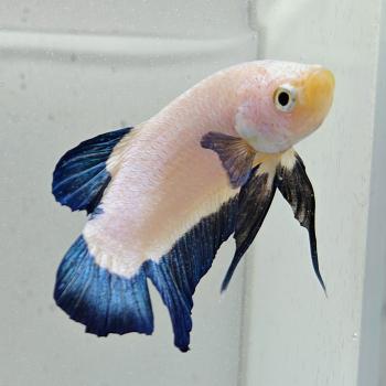 betta splendens man