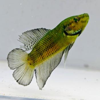 betta splendens man