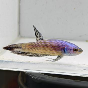 betta splendens man