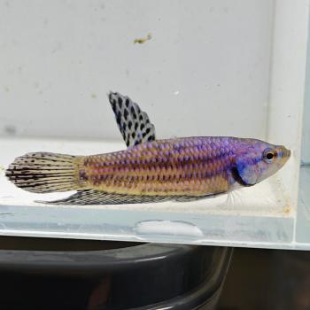 betta splendens man