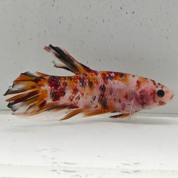 betta splendens man