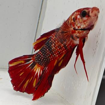 betta splendens man