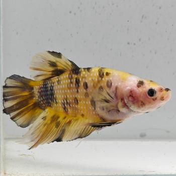 betta splendens man