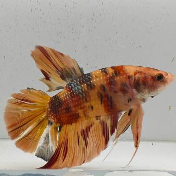 betta splendens man