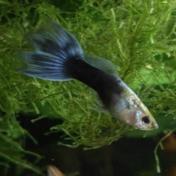 lebistus reticulatus