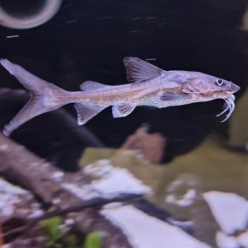 hemiiarius stormii
