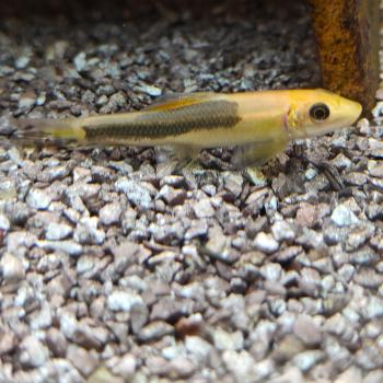 Gyrinocheilus aymonieri