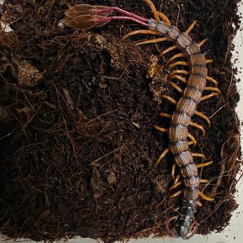 Scolopendra alipes