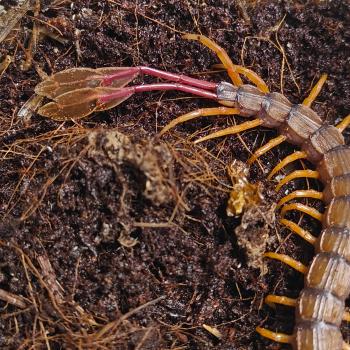 Scolopendra alipes