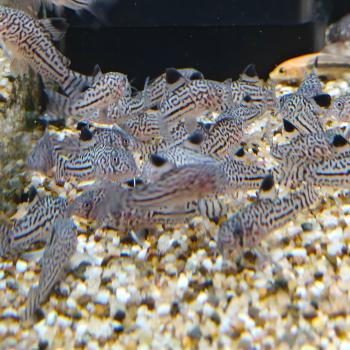 Corydoras julii