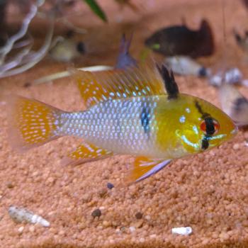 Microgeophagus ramirezi