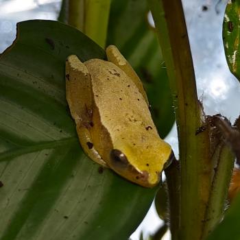 hyperolius species