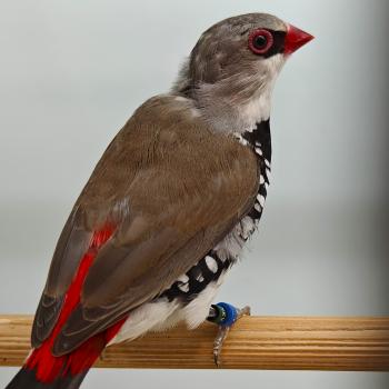 Stagonopleura guttata