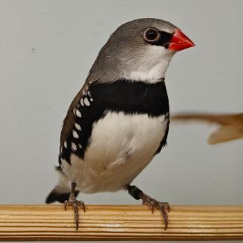 Stagonopleura guttata