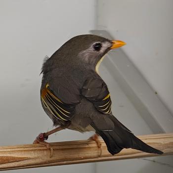 Leiothrix lutea