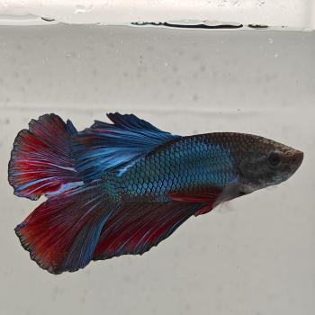 betta splendens man
