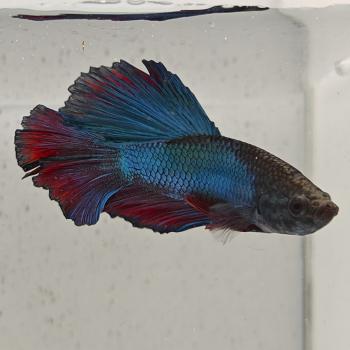 betta splendens man