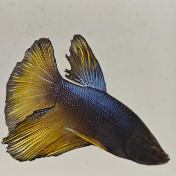 betta splendens man