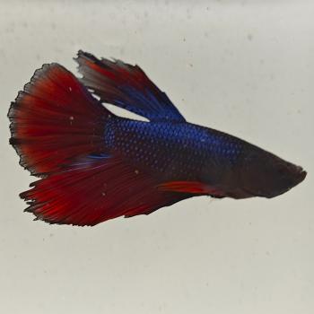 betta splendens man