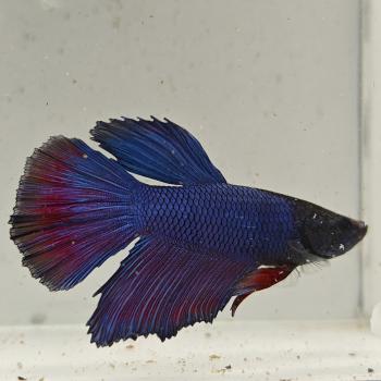 betta splendens man