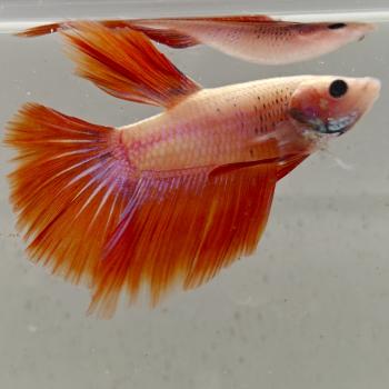 betta splendens man