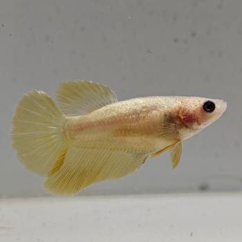 betta splendens vrouw