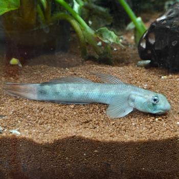 Sicyopterus microcephalus 