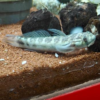 Sicyopterus microcephalus 