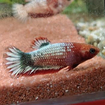 betta splendens vrouw