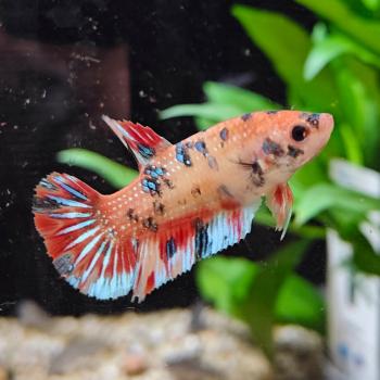 Betta splendens (vrouw) halfmoon koi