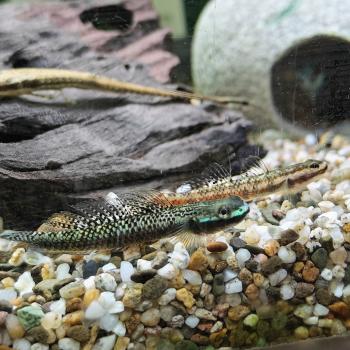 Stiphodon carisa