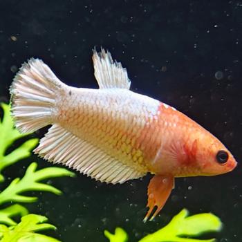 betta splendens vrouw