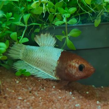 betta splendens vrouw