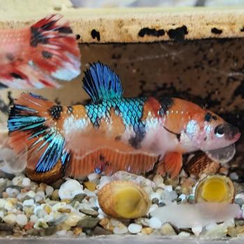 Betta splendens (vrouw) halfmoon koi